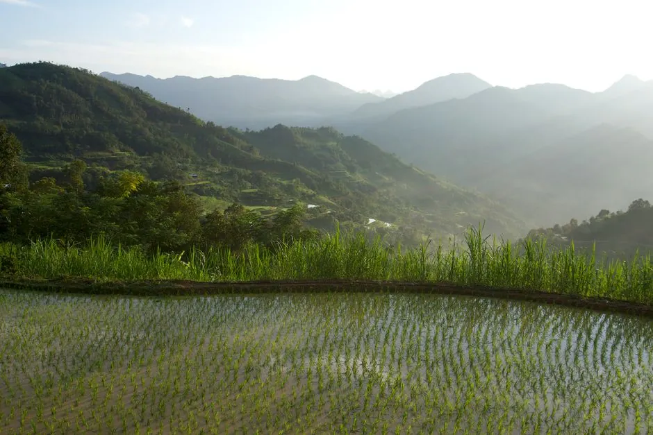 Beautiful view of terraced rice fields and mountains in Cao Bằng, Vietnam.