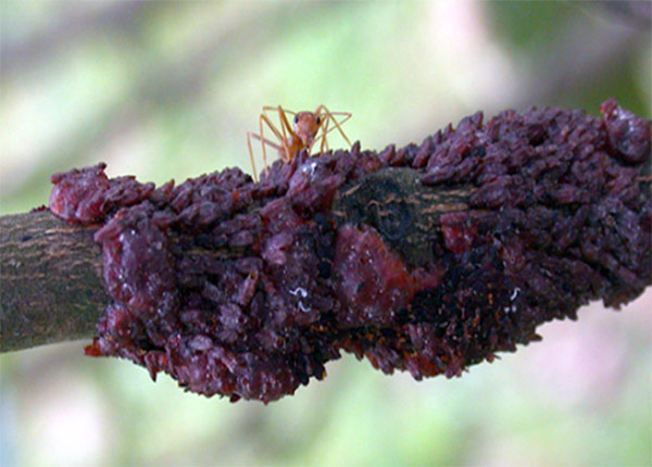 Cánh Kiến đỏ
