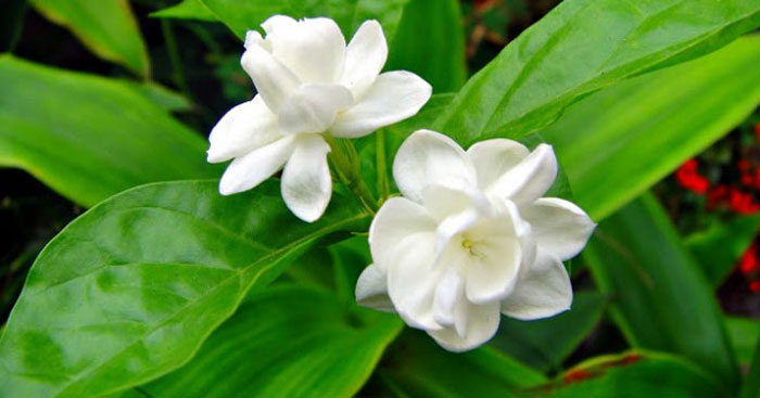 Hoa Lài Tiếng Anh