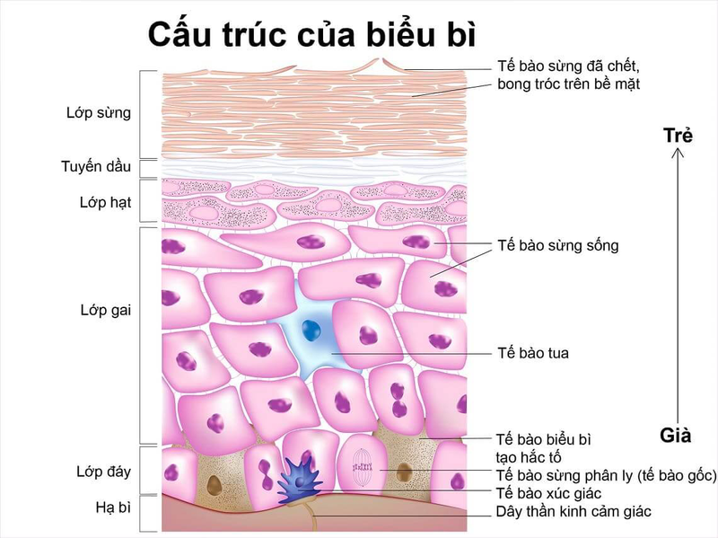 Keratinocyte Là Gì