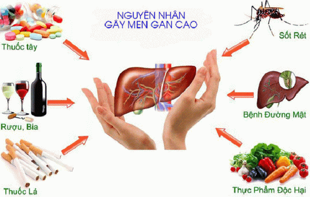 Nguyên Nhân Men Gan Tăng