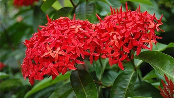 Tác Dụng Của Bông Trang đỏ