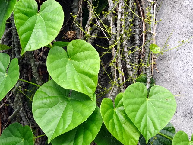 Tác Dụng Của Dây đau Xương