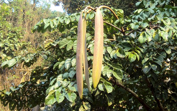 Tác Dụng Của Vỏ Cây Núc Nác