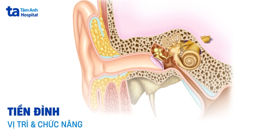 Tiền định Là Gì