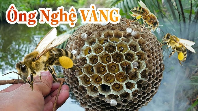 Tổ Ong Nghệ
