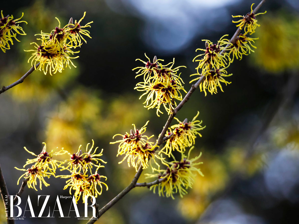 Witch Hazel Là Gì