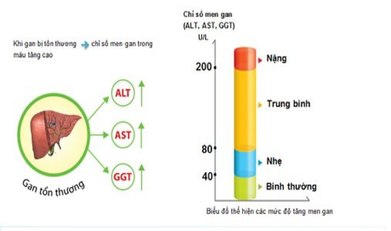 Xét Nghiệm Xơ Gan