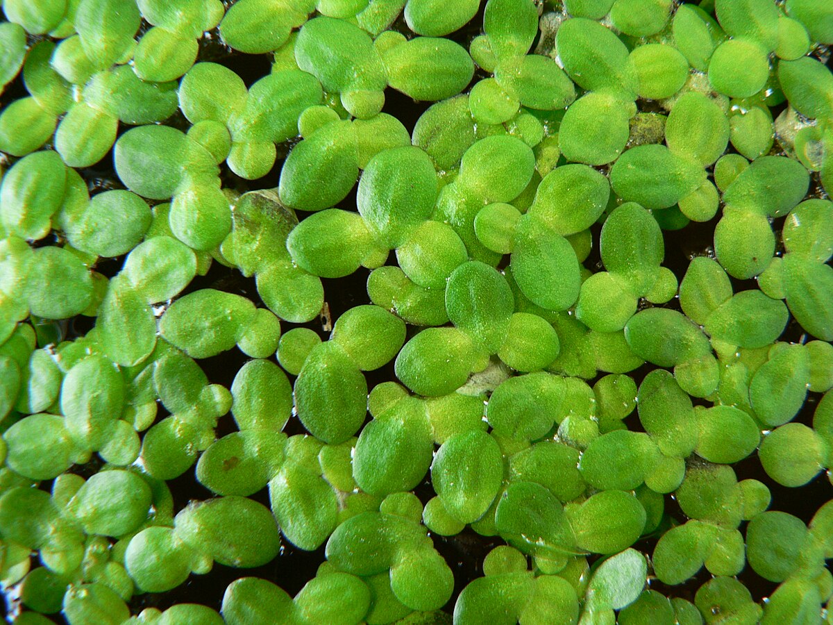 Bèo Cám Nhỏ