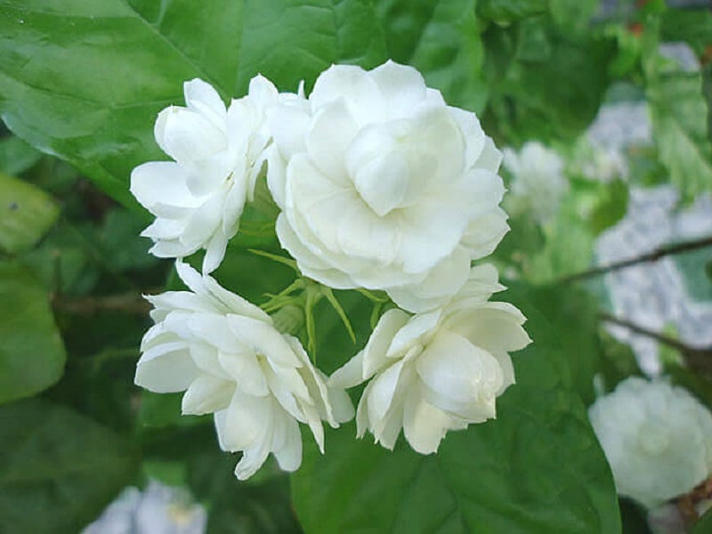 Các Loại Hoa Nhài