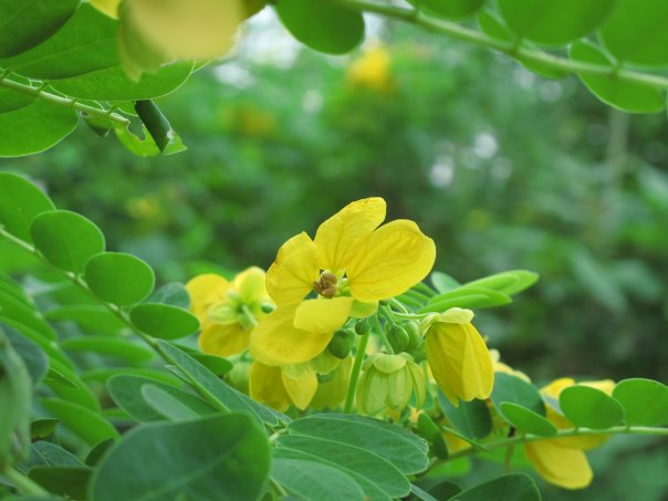 Cây Muồng Hòe