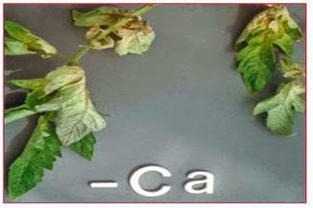 Cây Thiếu Canxi