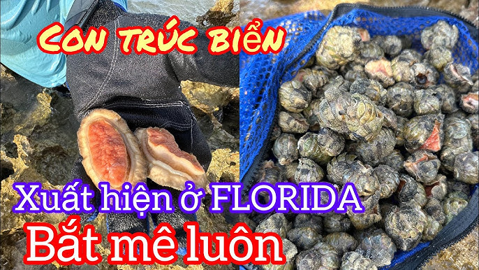 Con Trúc Biển