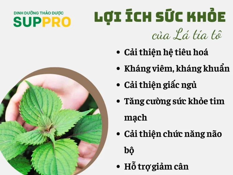 Công Dụng Của Lá