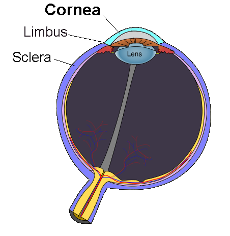 Cornea Là Gì