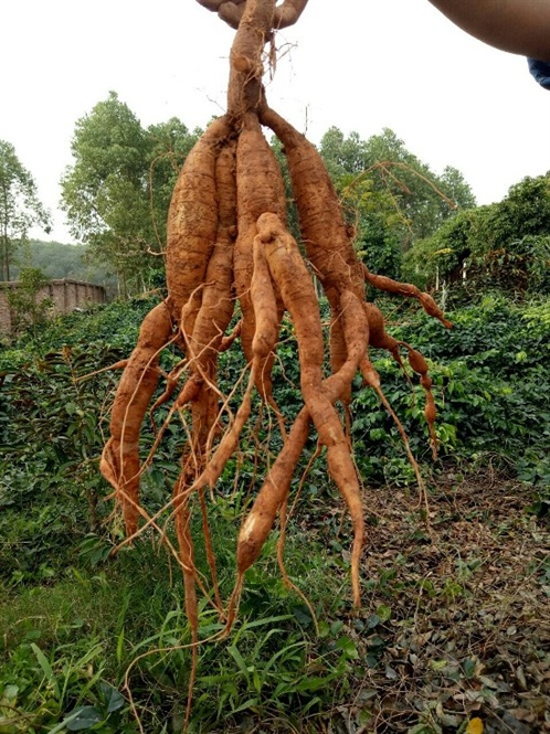 Củ Sâm Nam