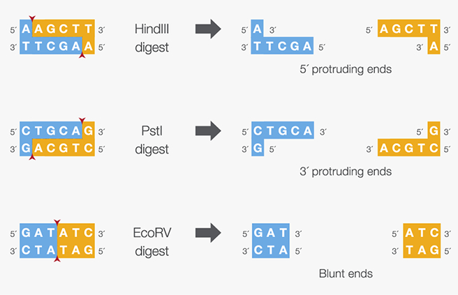 Enzyme Cắt Giới Hạn