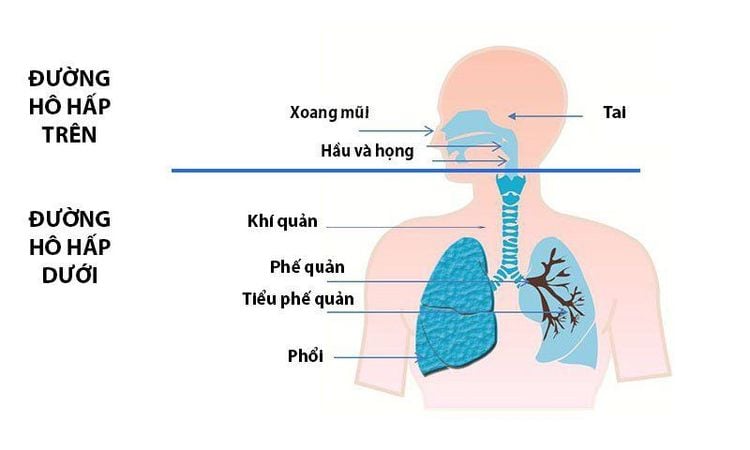 Hô Hấp Trên