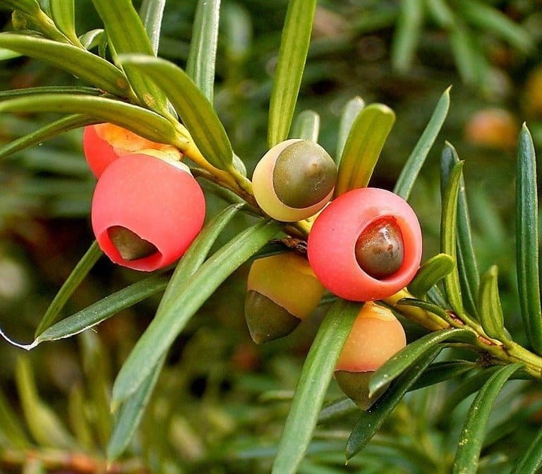 Lá Thông đỏ