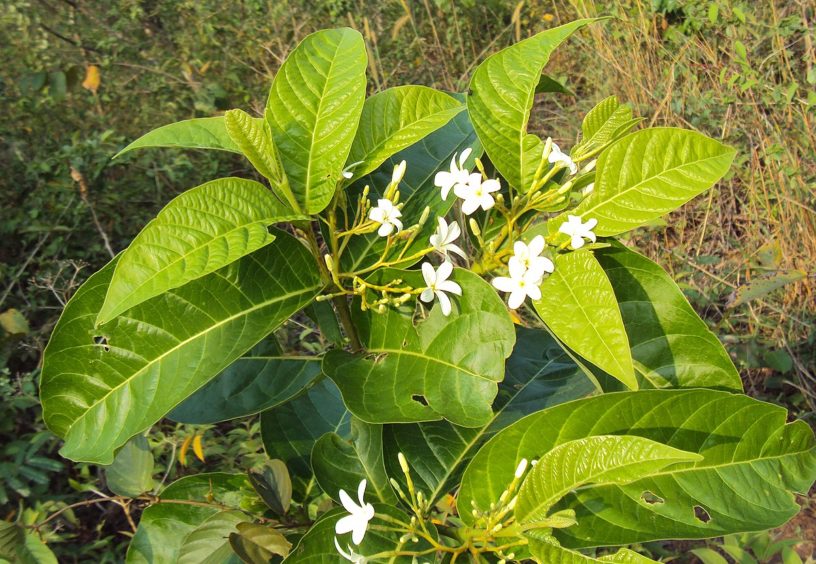 Mức Hoa Trắng