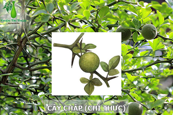 Quả Chấp Là Quả Gì