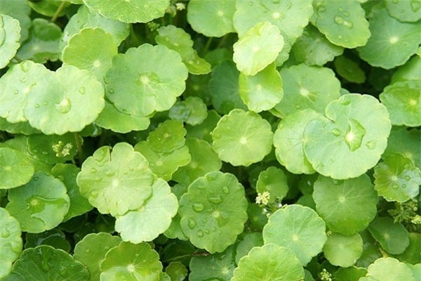 Rau Má Mỡ