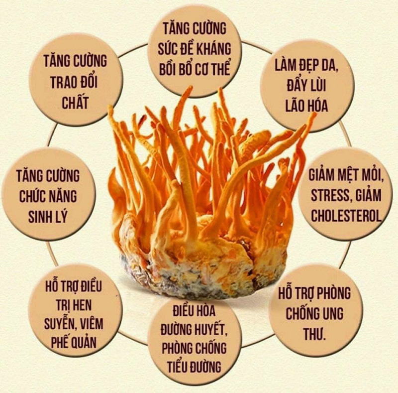 Tác Dụng Của Nấm đông Trùng Hạ Thảo Khô