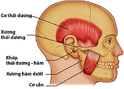 Thái Dương Tiếng Anh Là Gì