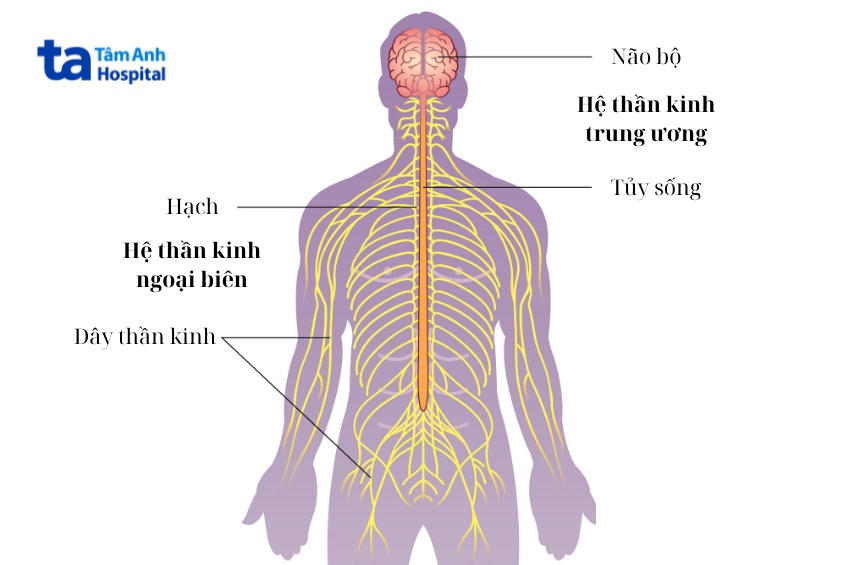 Thần Kinh Ngoại Biên Gồm