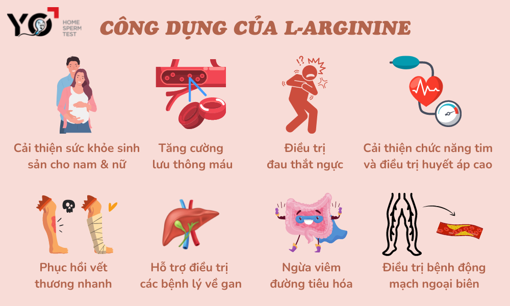 Arginine Có Tác Dụng Gì