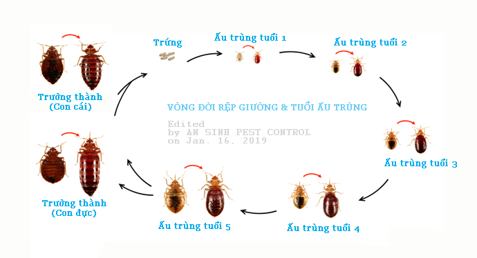 ấu Trùng Là Gì