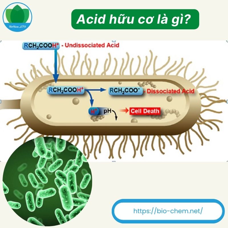 Axit Hữu Cơ Là Gì