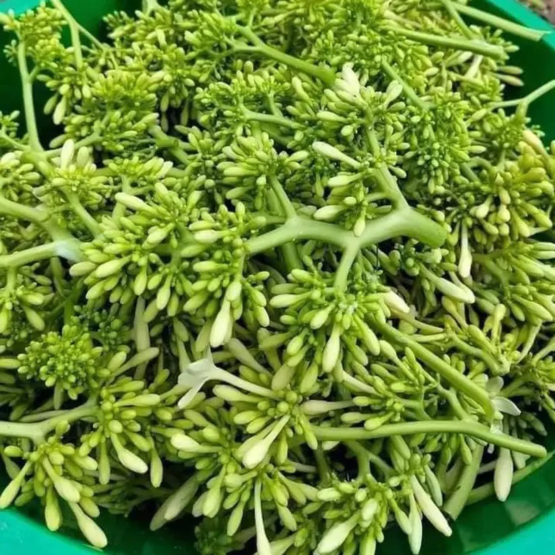 Bán Hoa đu đủ đực