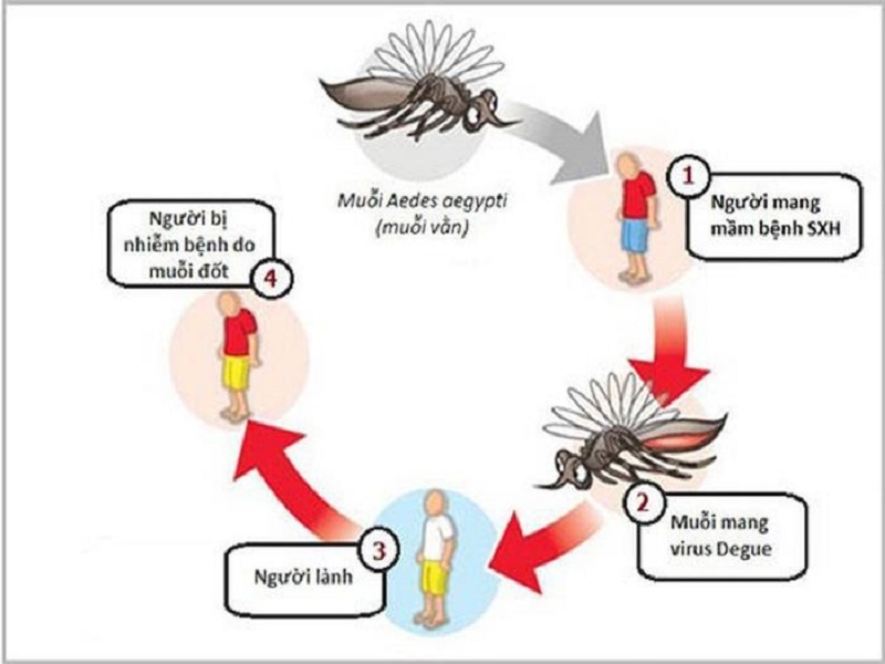 Bệnh Sốt Xuất Huyết Dengue