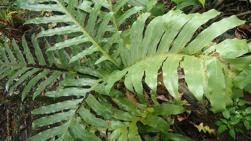 Bổ Cốt Toái