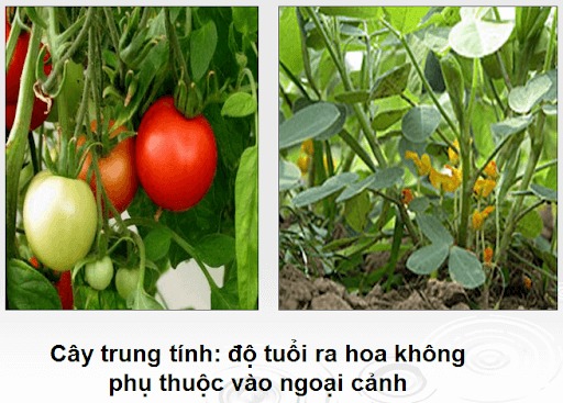 Các Cây Trung Tính Là Cây