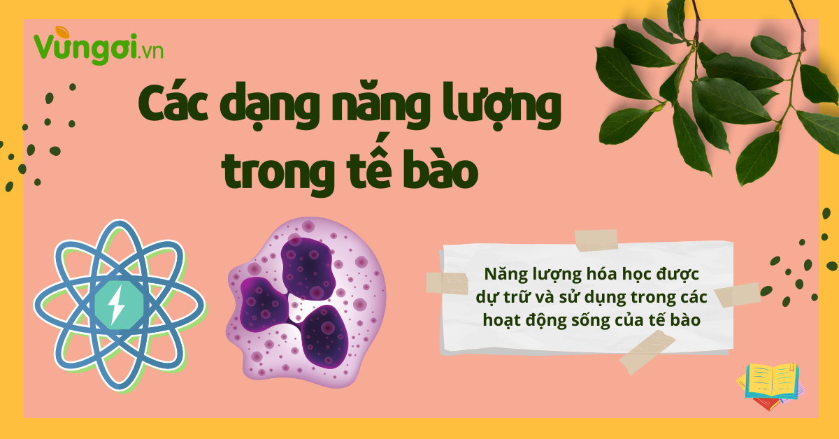 Các Dạng Năng Lượng Trong Tế Bào