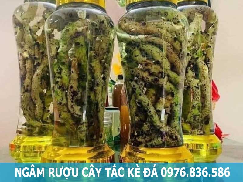 Cách Ngâm Rượu Tắc Kè đá