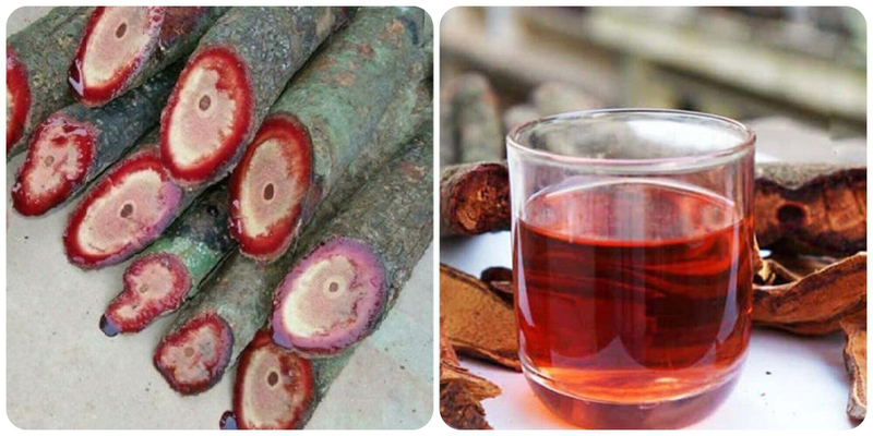 Cách Sử Dụng Cây Cỏ Máu