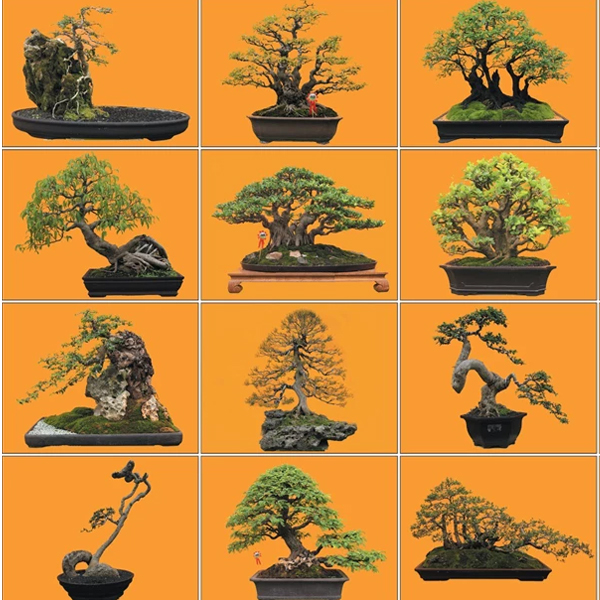 Cách Tạo Dáng Cây Duối