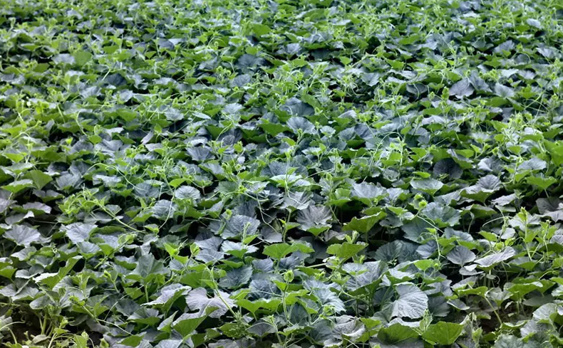 Cách Trồng Bí đỏ Lấy Ngọn