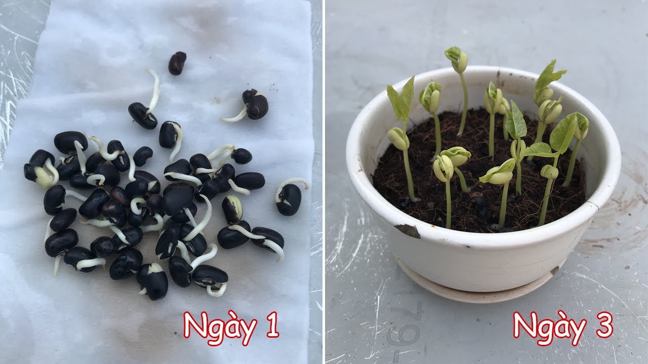 Cách Trồng Cây đậu đen