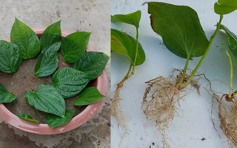 Cách Trồng Trầu Không
