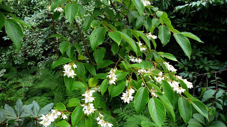 Cánh Kiến Trắng
