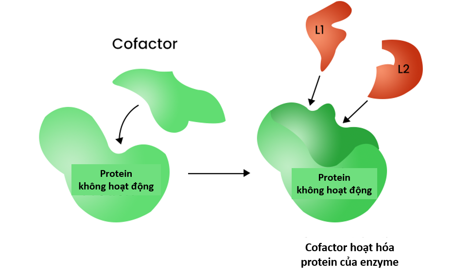Cấu Tạo Của Enzyme