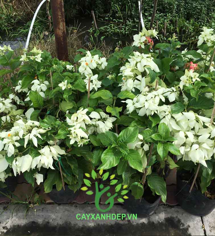 Cây Bướm Trắng