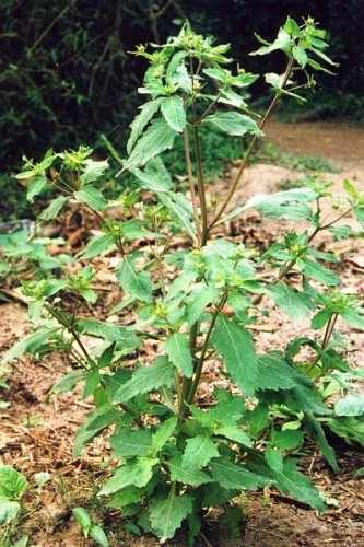Cây Cỏ đi