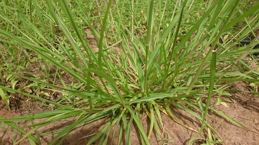 Cây Cỏ Mật Thơm