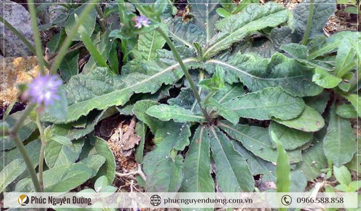 Cây Cúc Chỉ Thiên