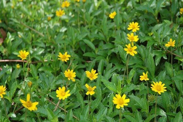 Cây Cúc Dại Hoa Vàng
